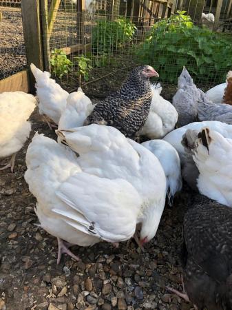 Image 3 of Various POL Hens available