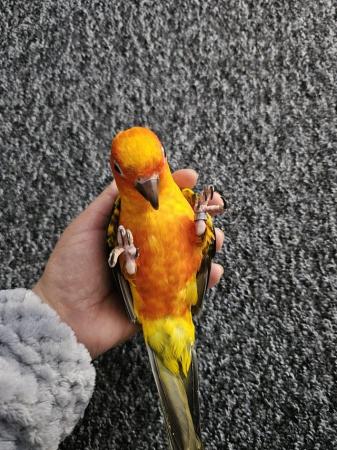 Image 3 of 11 months old silly tame sun conure