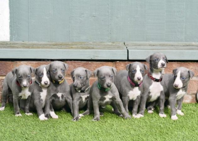 Image 4 of Stunning KC Whippet Pups For Sale