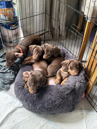 Image 7 of **READY TO LEAVE** miniature dachshund puppies for sale