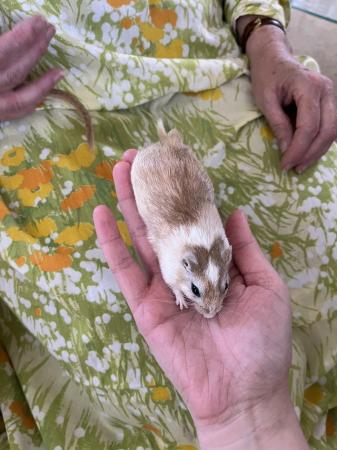 Image 19 of Male Gerbils *Available*