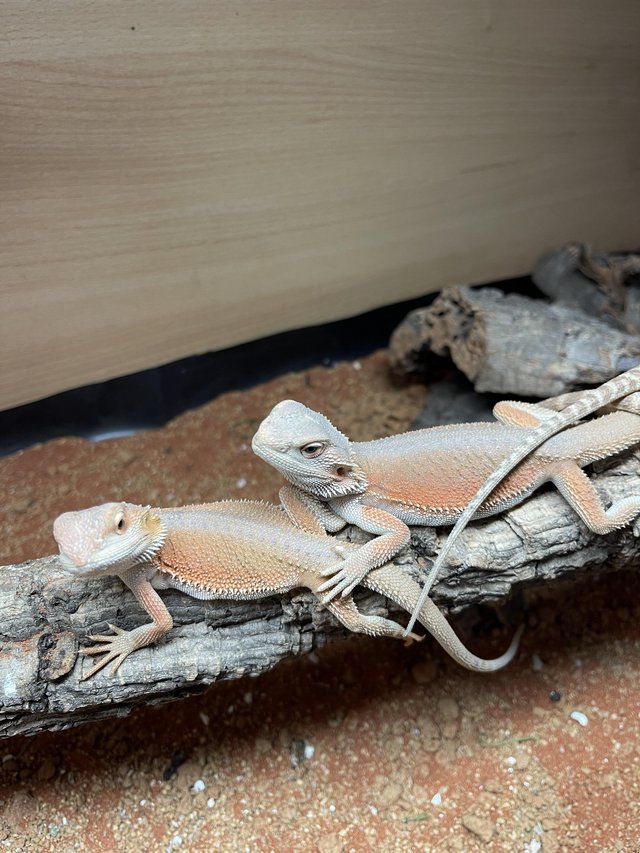 Preview of the first image of Various Bearded Dragons At Urban Exotics.