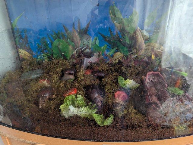 Baby African land snails 1.50 — photo 3 of 4