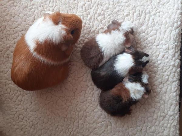 Image 14 of BEAUTIFUL BABY BOYS AND GIRL GUINEA PIGS