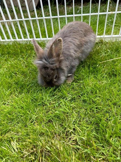 Preview of the first image of Pretty friendly Lionhead rabbit looking for 5* home..