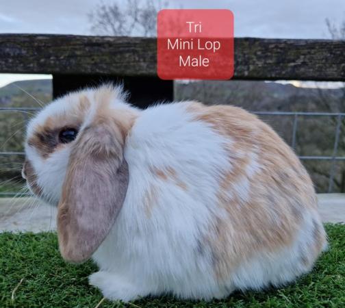 Image 5 of Various Mini lop youngsters available to good home