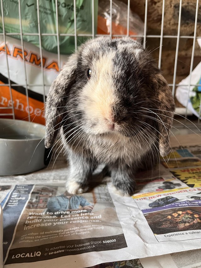 Mini lop male harlequin — photo 3 of 4