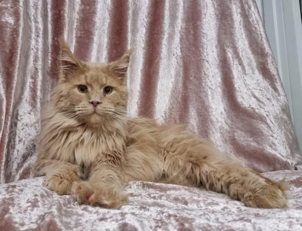 Image 7 of Lovely maine coons boys looking for a new home