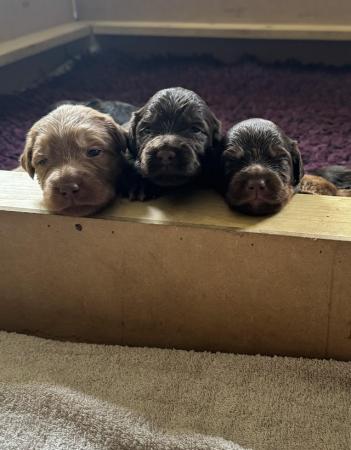 Image 10 of Litter of 10 flashy Aussidoodle x Cocker Spaniel puppies