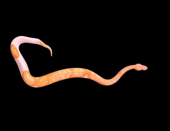 Image 5 of Albino Lavender Pied ‘Dreamsicle’ Royal pythons