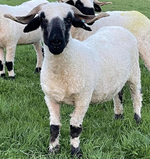 Preview of the first image of Pedigree valais blacknose 2021 ewe.