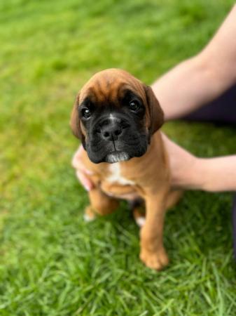 Image 10 of Stunningly Perfect 6 week old KC Pedigree Boxer puppies.