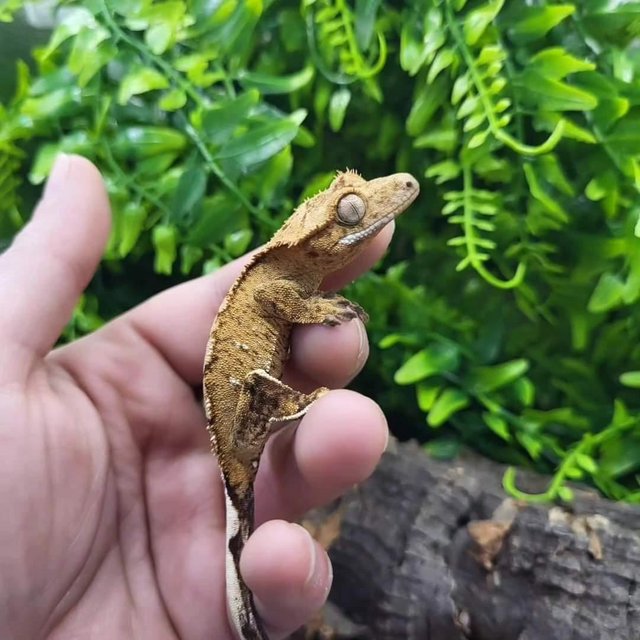 Preview of the first image of Male Orange Brindle/Tiger Crested Gecko.