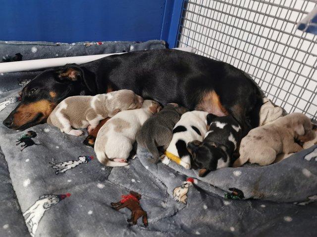 Preview of the first image of NEW RARE RAINBOW LITTER 31/3/24.