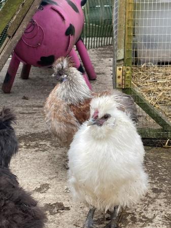 Image 4 of Silkie cockerels free to good homes