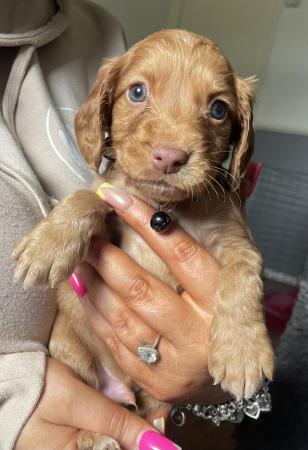 Image 5 of Cocker spaniel puppiesfor sale OFFERS WELCOME