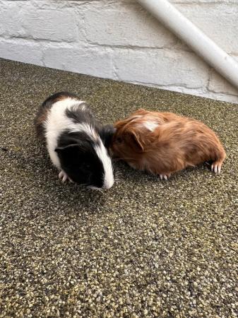 Image 3 of PAIR MALE GUINEA PIG BABIES