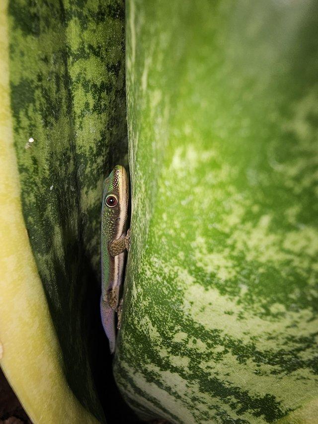 Preview of the first image of CB23 baby lined day gecko(phelsuma lineata).
