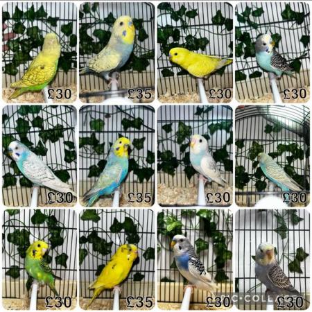 Image 1 of lots of baby budgies all colours