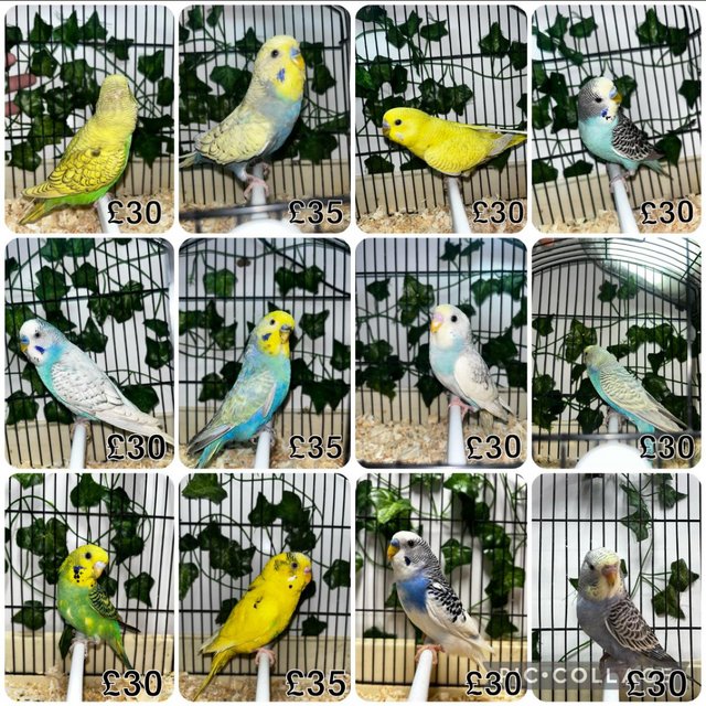 Preview of the first image of lots of baby budgies all colours.
