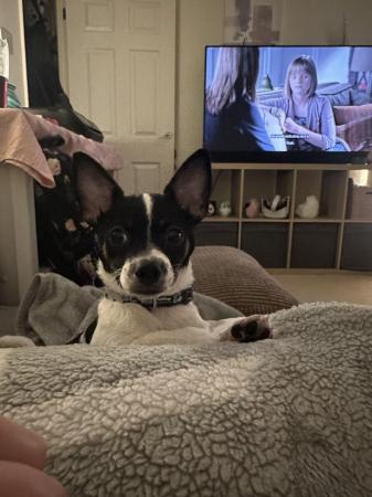 6 month old Chihuahua x Jack Russell for sale in Gloucester, Gloucestershire