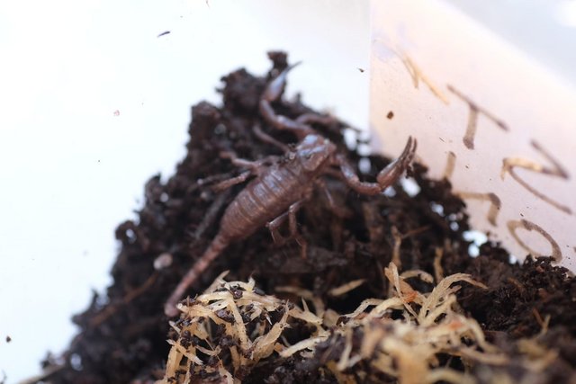 Image 3 of Thai Forrest scorpion plus enclosure