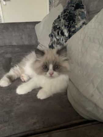 Image 7 of 8 month old ragdoll x persian