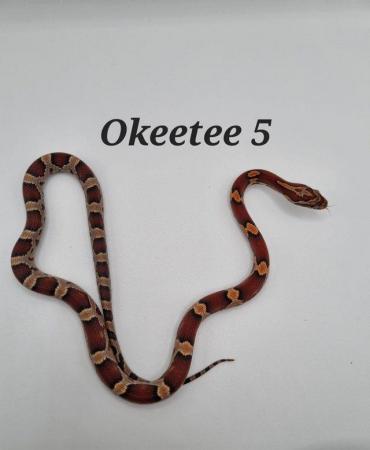 Image 4 of Okeetee het amel corn snakes ready now