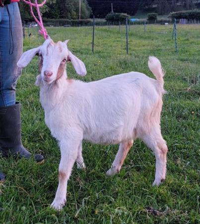 Image 1 of "Cammy" female doeling for sale