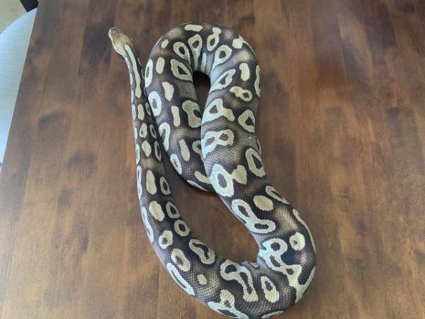Image 2 of Royal / Ball python ‘pastave’ (female)