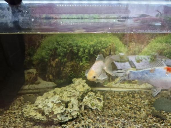 Image 5 of Gold fish and tank. Need new home .
