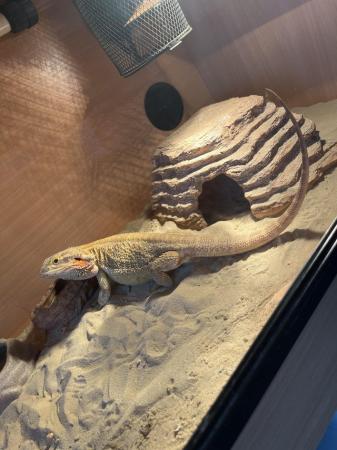 Image 3 of 2 yrs old bearded dragon Very friendly