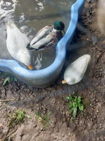 Image 3 of Snow White Call Ducks. Mating pair.