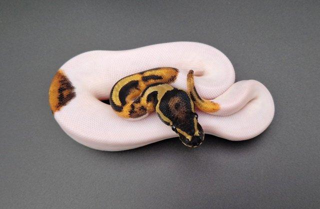 Preview of the first image of Enchi Leopard Pied Het Lavender Albino M Ball Python 230701.