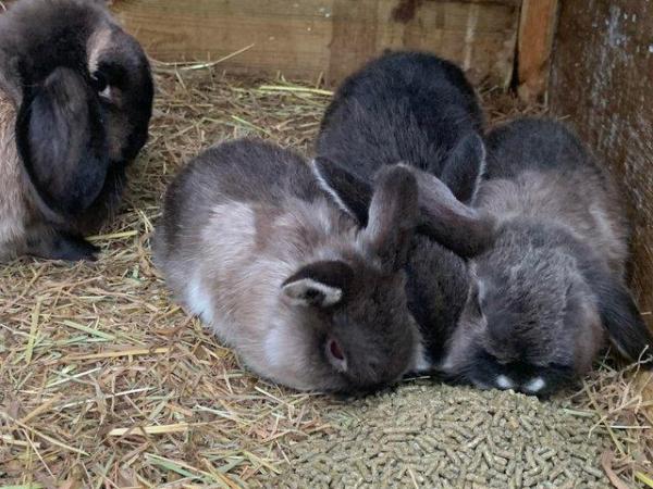 Image 3 of 3 martinsable baby mini lops ready to leave