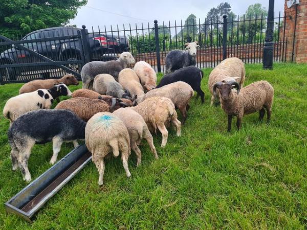 Image 5 of Male sheep ram and wether hoggets