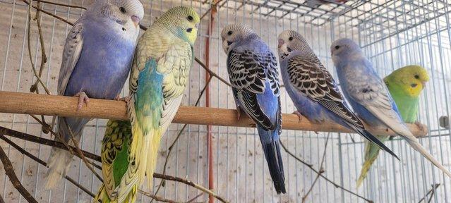 Image 2 of Baby budgies approximately 6weeks old
