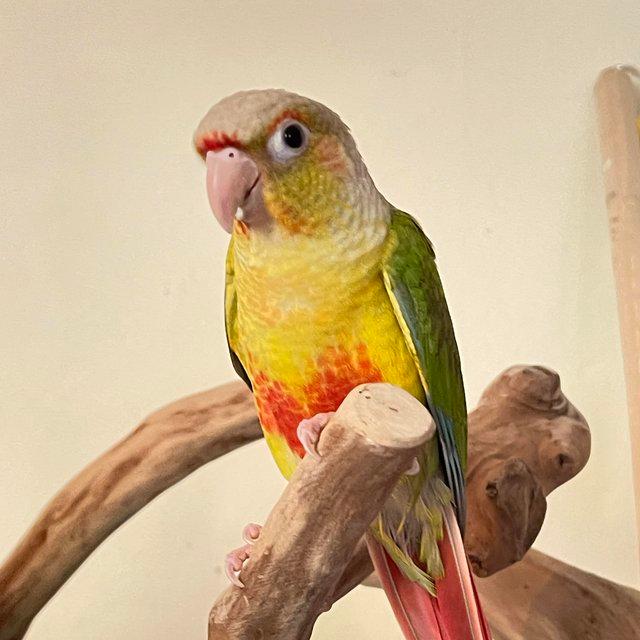 Preview of the first image of Conure parrot pineapple parakeet bird for sale ready now.