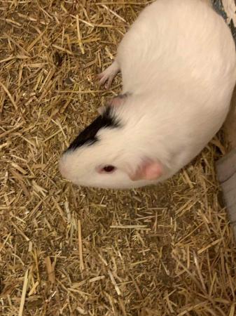 Image 2 of (Still for sale)Male guinea pig (3 years old) for rehoming
