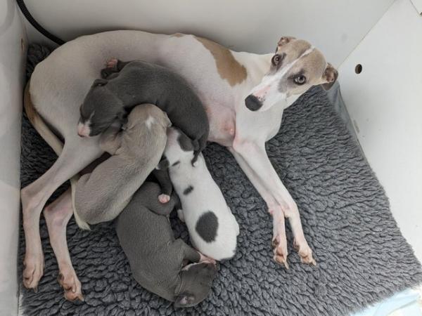 Image 2 of KC registered whippet puppies 4boys ready to leave