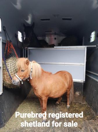 Image 2 of Shetland Registered colt for sale