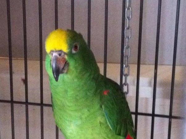 Image 2 of amazon yellow front parrot for sale