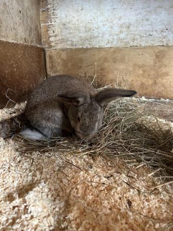 Image 1 of doe mixbred rabbit for sale