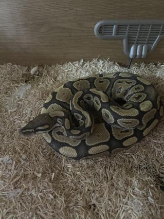 Image 4 of 4 snakes and vivs for sale
