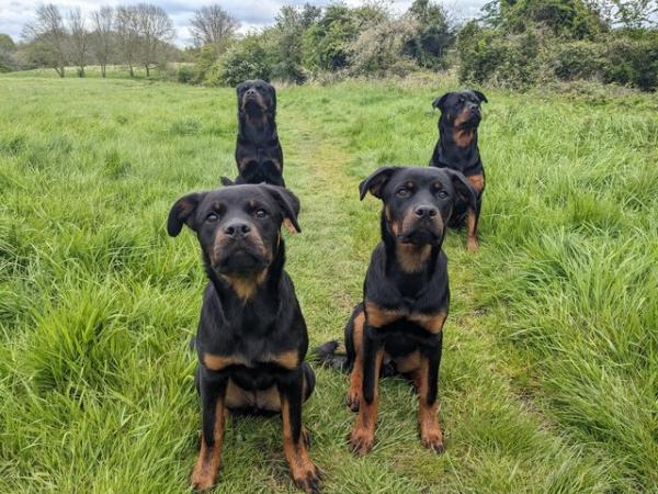 Image 1 of 2 Trained KC Rottweiler Pups