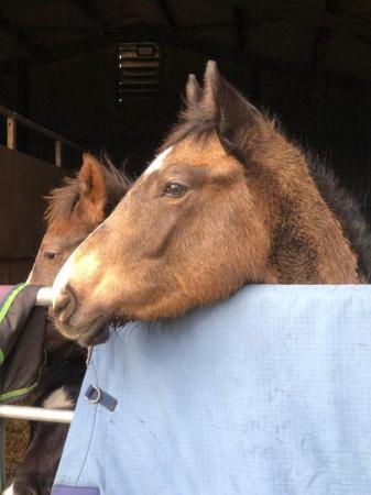 Image 1 of Buckskin filly born March 2023