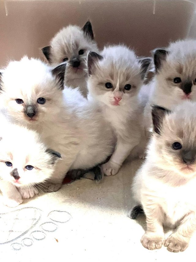 Preview of the first image of Adorable Ragdoll Kittens Ready in 1 weeks.