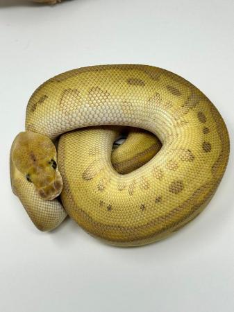 Image 5 of Butter Batman Royal python male