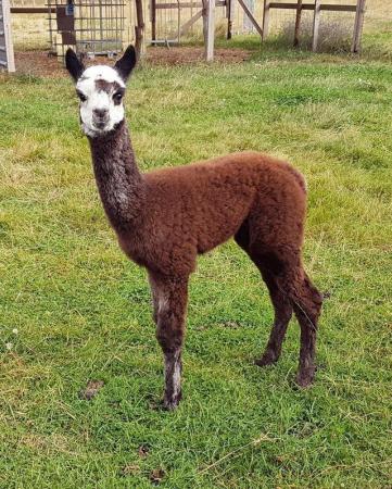 Image 17 of ALPACA  YOUNG FEMALES MAINLY FROM GREY CHAMPIONS