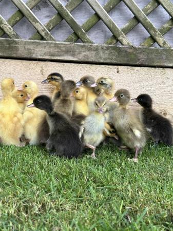 Image 6 of Day old Indian runner ducklings. Mixed colours